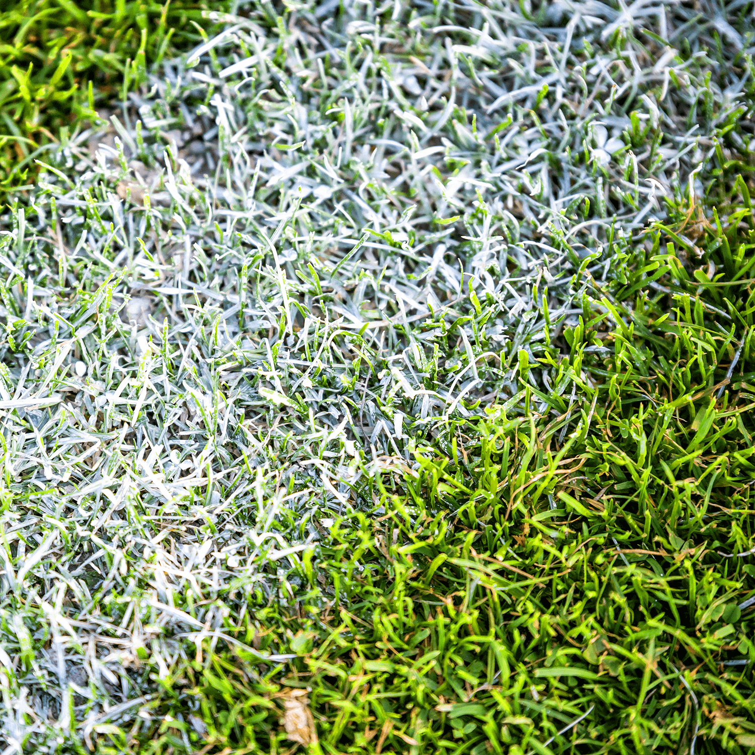 Close-up of grass